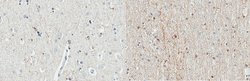Del-1, Mouse anti-Human, Clone: D345, Millipore Sigma 25&mu;g; Unconjugated:Antibodies,